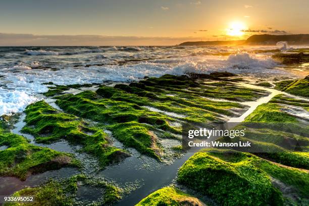 green reef of taiwan laomei - alge stock-fotos und bilder