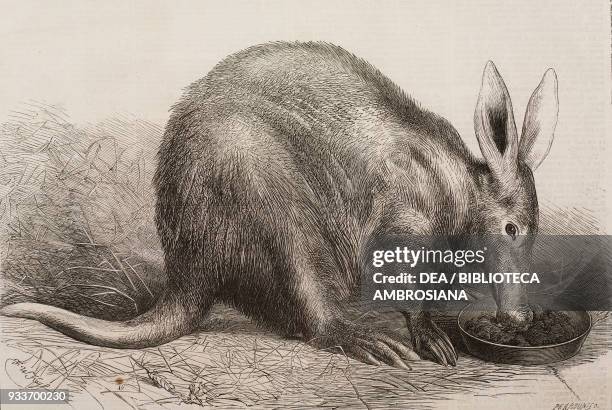 Aardvark , at the Zoological Society's Gardens, Regent's Park, London, United Kingdom, illustration from the magazine The Illustrated London News,...