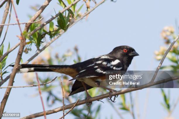 spotted towhee - towhee stock pictures, royalty-free photos & images