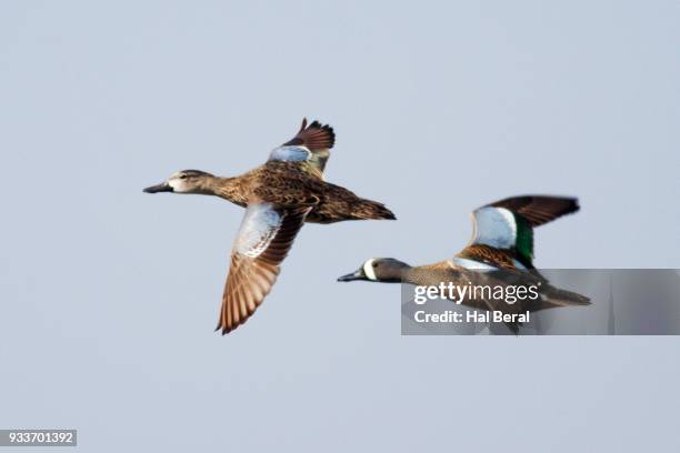 pair of blue-winged teal ducks flying - blue winged teal stock pictures, royalty-free photos & images
