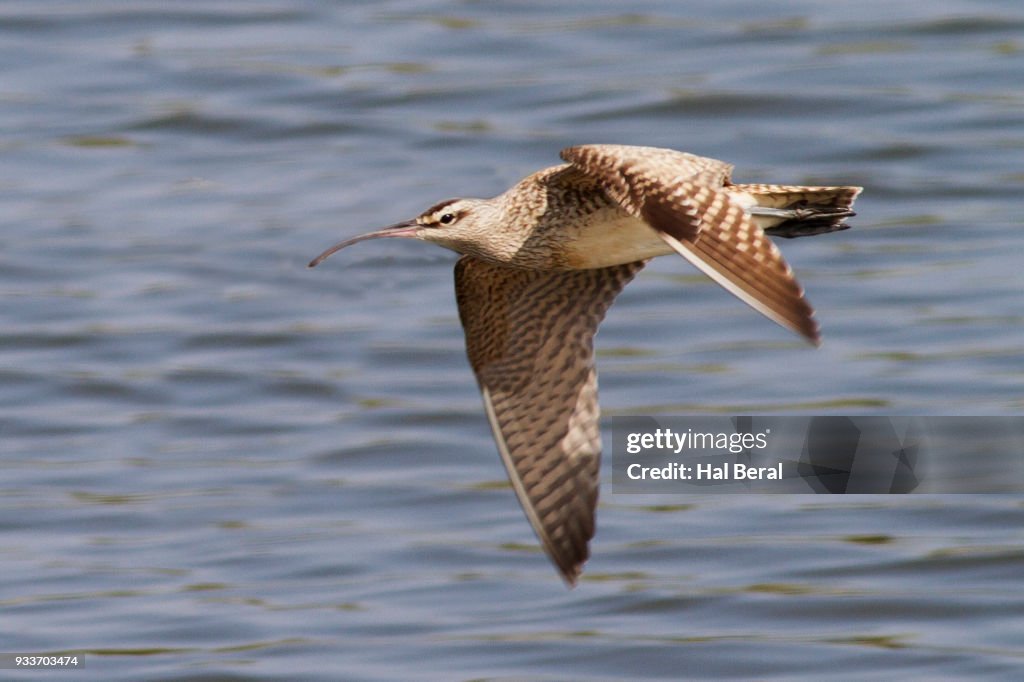 Whimbrel flying