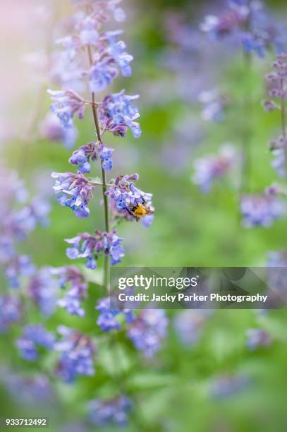 close-up image of nepeta racemosa 'walker's low' - catmint 'walker's low' blue flowers - catmint stock pictures, royalty-free photos & images