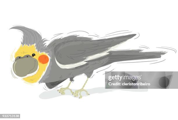 the calopsita - parakeet stock illustrations