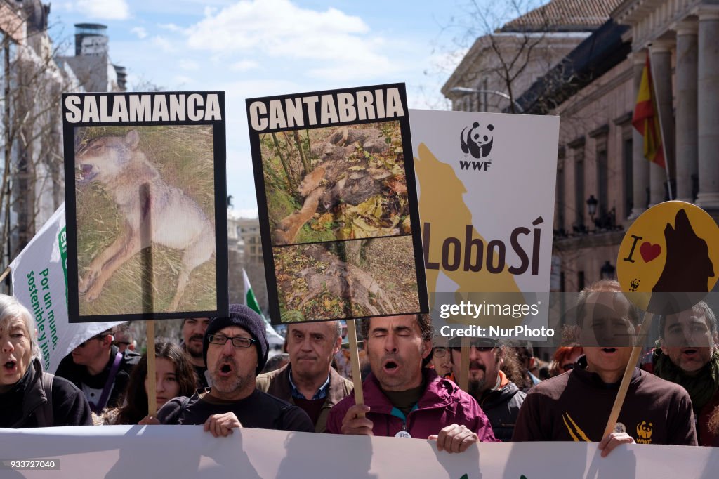 Save Wolves Protest Protesters attend a demonstration held in downtown Madrid, in defense ...