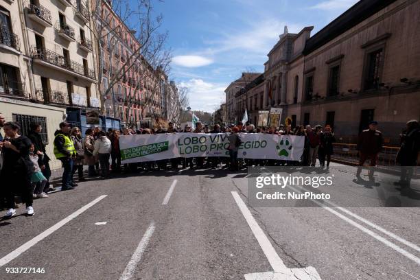 Protesters attend a demonstration held in downtown Madrid, in defense of wolf conservation, 18 March 2018. The protest was called by Marley Wolf,...