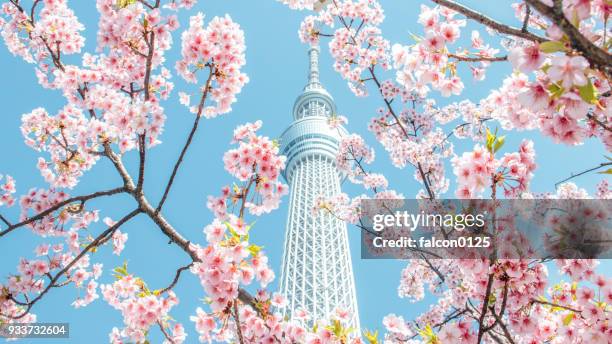 cherry blossom and skytree, tokyo, japan - cherry blossom in full bloom in tokyo fotografías e imágenes de stock