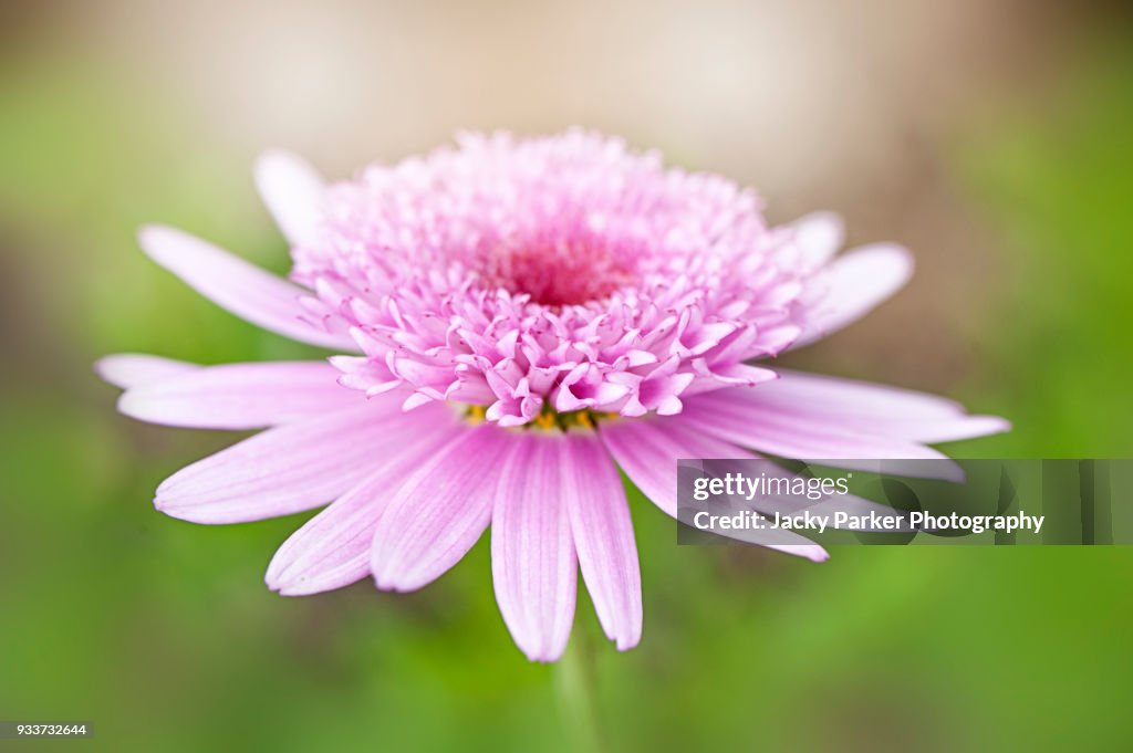 Close-up image of a single pink Argyranthemum 'Vancouver' flower