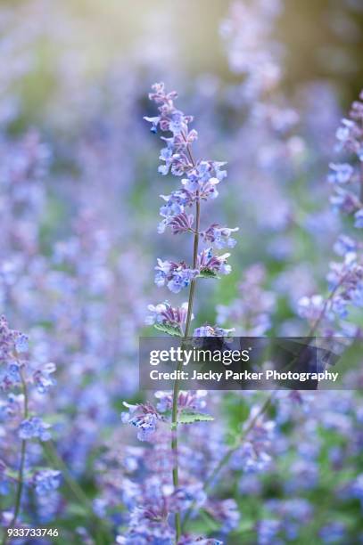 close-up image of nepeta racemosa 'walker's low' - catmint 'walker's low' blue flowers - catmint stock pictures, royalty-free photos & images