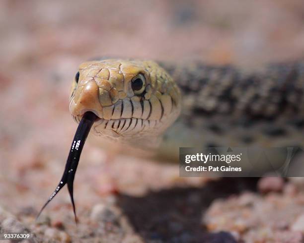 bull snake - forked tongue stock pictures, royalty-free photos & images