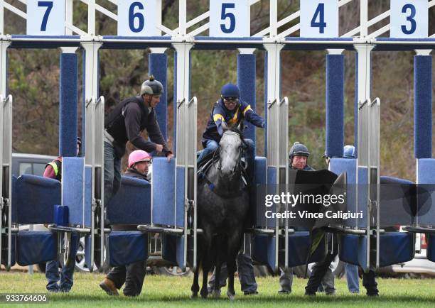 Dwayne Dunn riding champion sprinter Chautauqua refuses to jump again during Cranbourne Barrier Trials on March 19, 2018 in Melbourne, Australia.