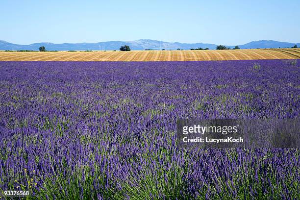fields of lavender against blue sky - lavendelfeld stock pictures, royalty-free photos & images