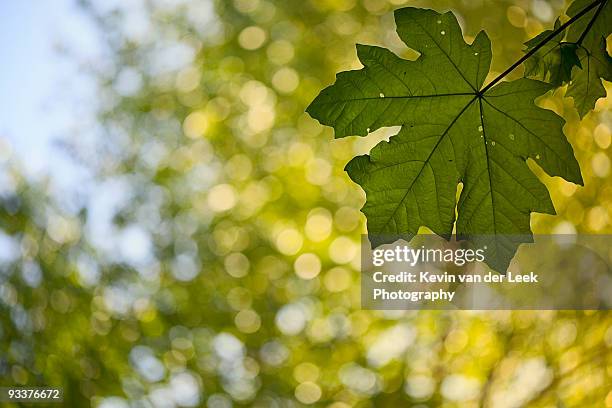 lonely leaf - surrey british columbia stock pictures, royalty-free photos & images