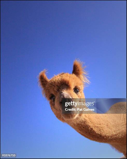 curiosity  - alpaca fotografías e imágenes de stock