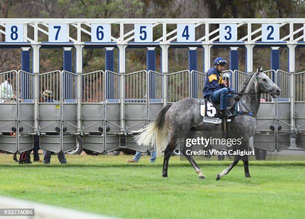 Dwayne Dunn riding champion sprinter Chautauqua before refusing to jump again during Cranbourne Barrier Trials on March 19, 2018 in Melbourne,...