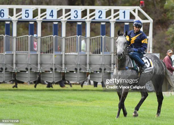 Dwayne Dunn riding champion sprinter Chautauqua before refusing to jump again during Cranbourne Barrier Trials on March 19, 2018 in Melbourne,...