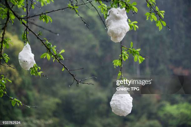 The frogs spawn elaborate bubble nest on trees to avoid predators on 18 March 2018 in Suining, Jiangxi, China.