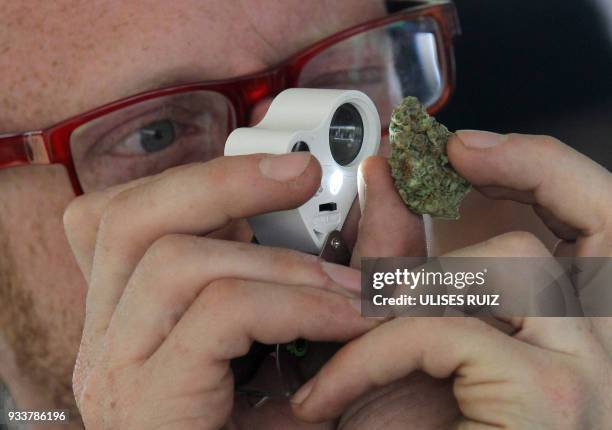 Man observes a sample of cannabis during the first Cannabis Cup where self-cultivation and the quality of the herb are encouraged, in Tlajomulco de...