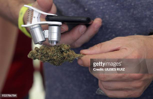 Man observes a sample of cannabis during the first Cannabis Cup where self-cultivation and the quality of the herb are encouraged, in Tlajomulco de...