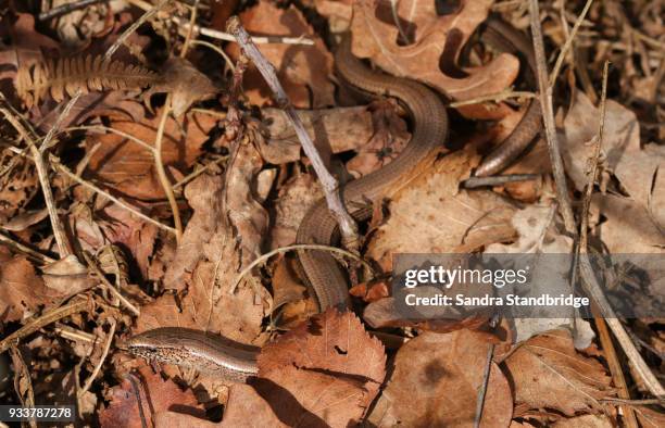 a beautiful slow worm (anguis fragilis) warming itself amongst the leaves on the forest floor in the spring sunshine after emerging from hibernation. - limbless stock pictures, royalty-free photos & images