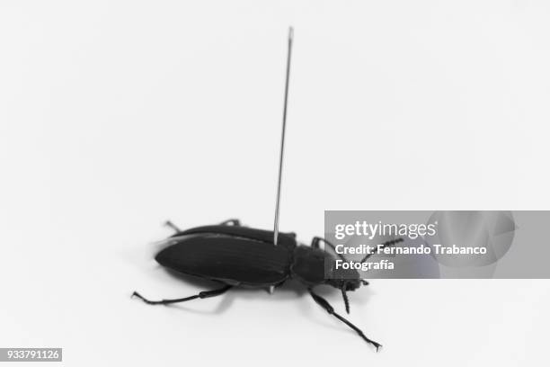 beetle on white background - acupuncture needle stock pictures, royalty-free photos & images