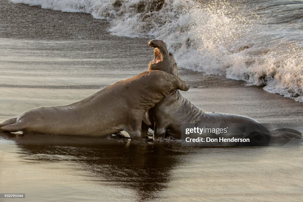 Fighting Elephant Seals