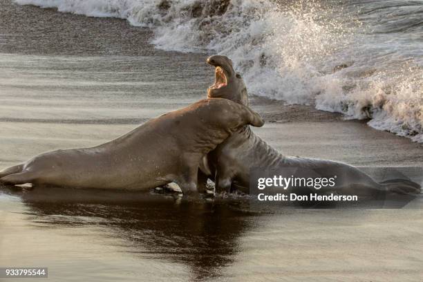 fighting elephant seals - elephant seal stock pictures, royalty-free photos & images