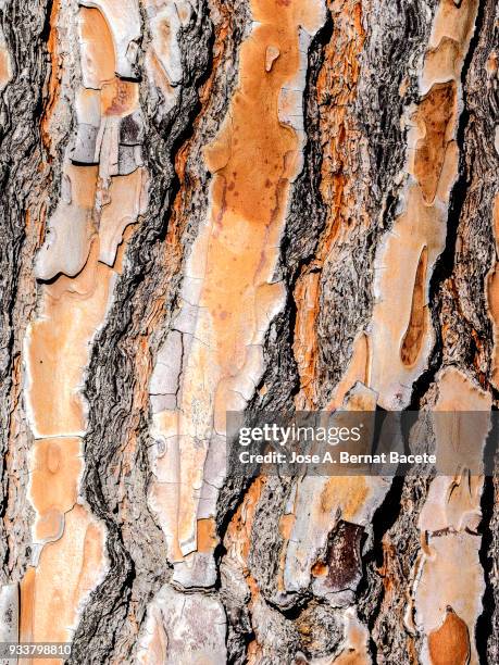 close-up of bark of a pine tree. - plant bark stock pictures, royalty-free photos & images