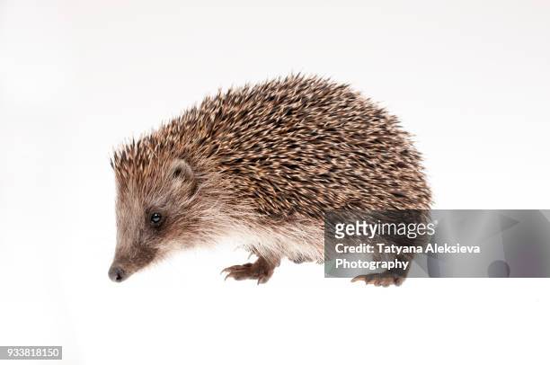 hedgehog - pointed foot stock pictures, royalty-free photos & images