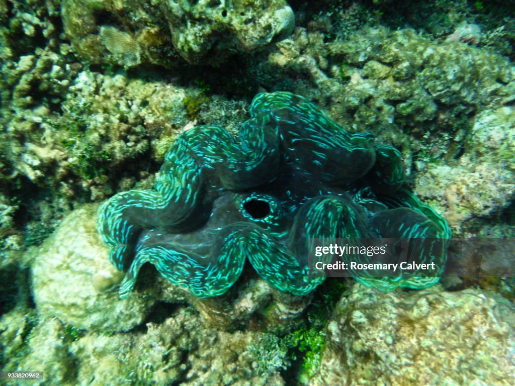 Open Giant Clam showing bright turquoise inside, Maldives