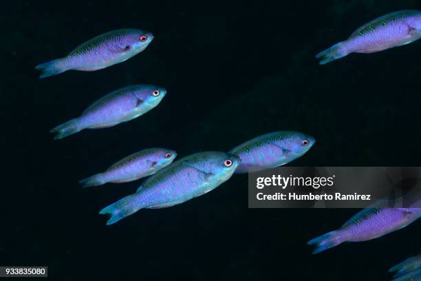 creole wrasse school. - creole wrasse stock pictures, royalty-free photos & images