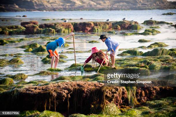 ethnically diverse children explore tide pools with net and hats - gezeitentümpel stock-fotos und bilder
