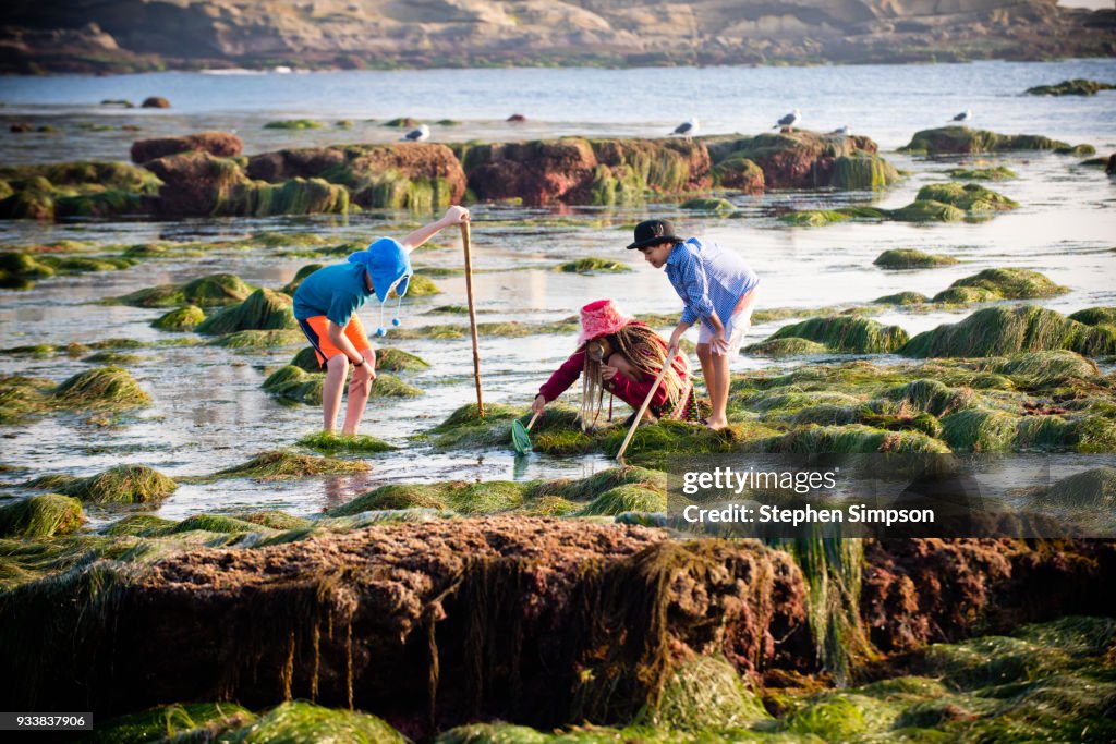 Ethnically diverse children explore tide pools with net and hats