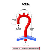 Schematic view of the aorta segments