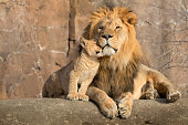 Male African lion is cuddled by his cub during an affectionate moment