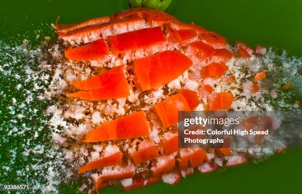 cracklin' fresh tomato - liquid nitrogen stock pictures, royalty-free photos & images