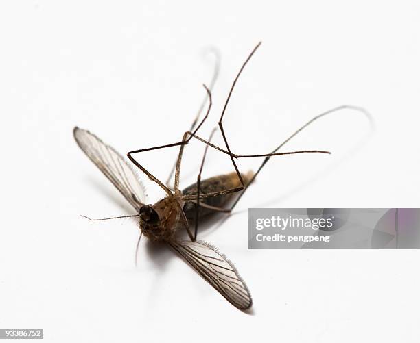 mosquito - biting gnats stock pictures, royalty-free photos & images