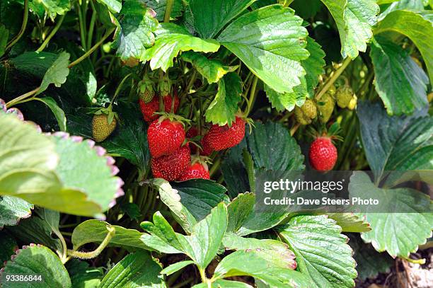 pemberton summer strawberries - pemberton valley stock pictures, royalty-free photos & images