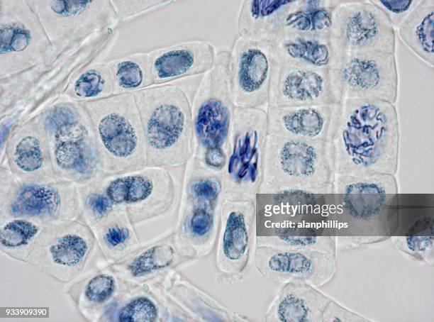 mikroskopbilden av växtceller som färgas för kärnor - cellkärna bildbanksfoton och bilder