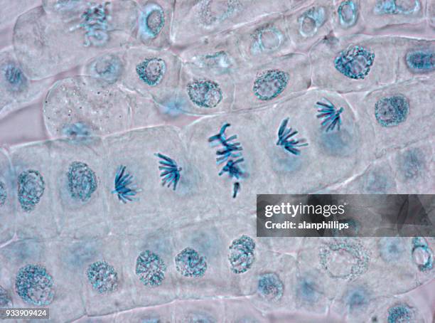 細胞核染色的植物細胞顯微圖像 - 細胞分裂 個照片及圖片檔