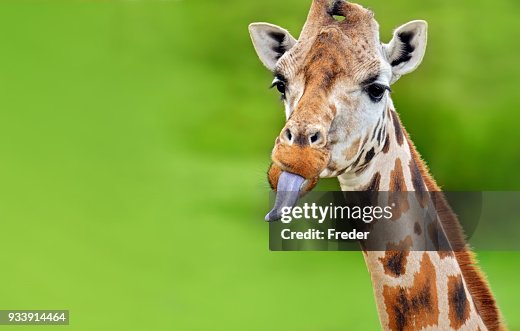 502 Giraffe Tongue Photos and Premium High Res Pictures - Getty Images 502 Giraffe Tongue Photos and Premium High Res Pictures - Getty Images