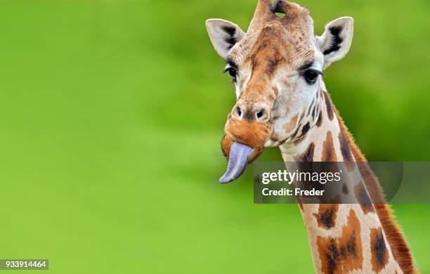 funny giraffe sticks out tongue - giraffidae stock pictures, royalty-free photos & images