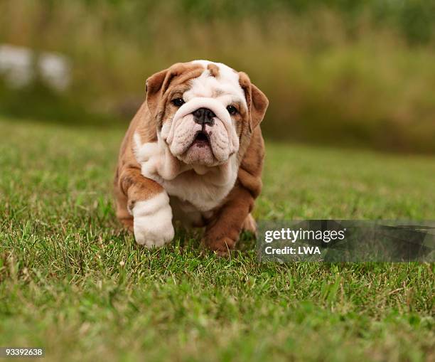 english bulldog puppy walking in grass - bulldog stockfoto's en -beelden