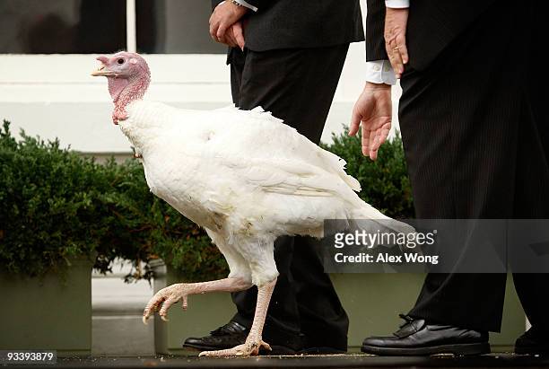 Handlers keep a 20-week old and 45-pound turkey named "Courage" moving in a limited area during a presidential pardon at the North Portico of the...