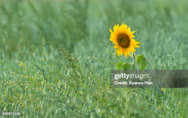 sunflower blooms in spring in meadow - tournesol commun photos et images de collection
