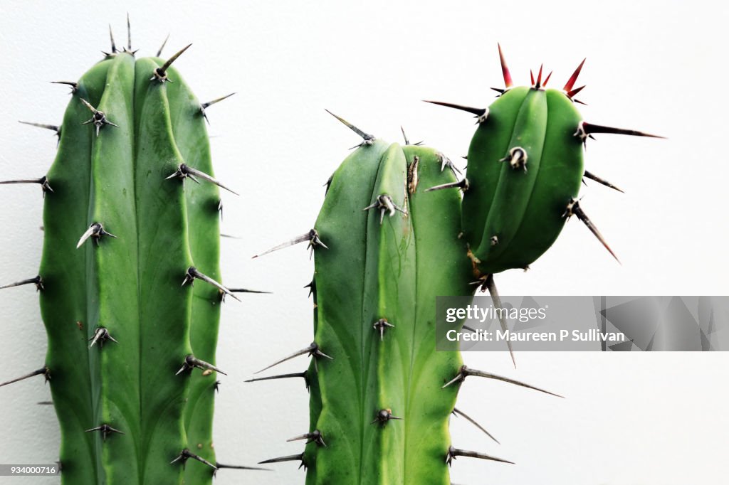 Green Cactus on White