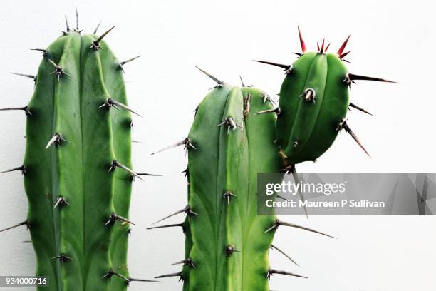 green cactus on white - cactus stock pictures, royalty-free photos & images