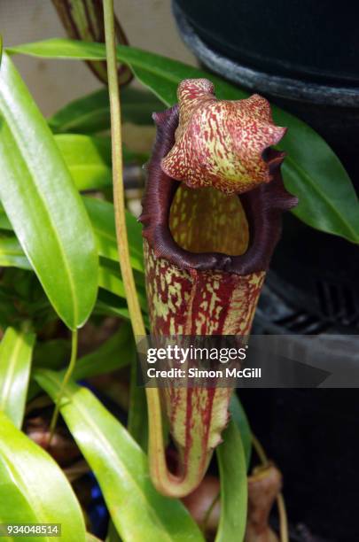 Monkey Pitcher 468 Monkey Using Tool Stock Photos, High-Res Pictures, and Images ...
