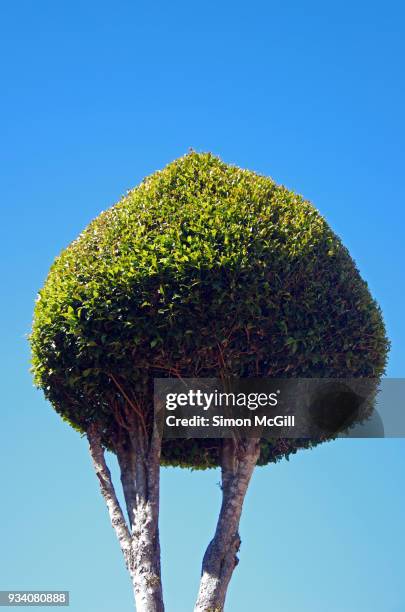 topiary tree - port macquarie stock pictures, royalty-free photos & images