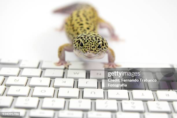 58,951 Lizard Stock Photos, High-Res Pictures, and Images - Getty Images
