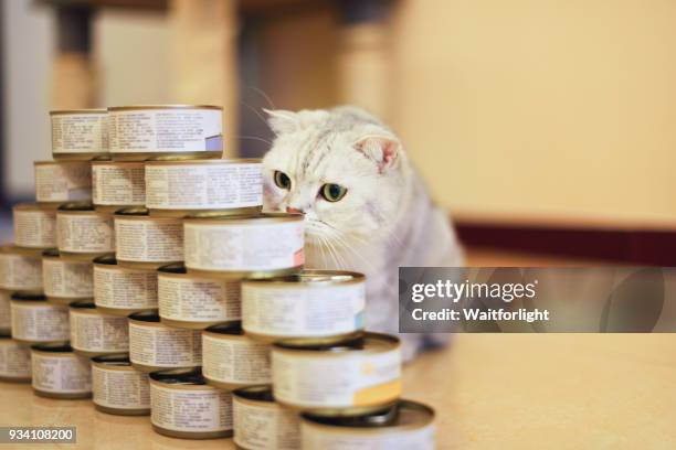 gray shorthair cat with food can - all you can eat stock pictures, royalty-free photos & images